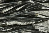 Polished Fossil Orthoceras (Cephalopod) Plate - Morocco #372655-1